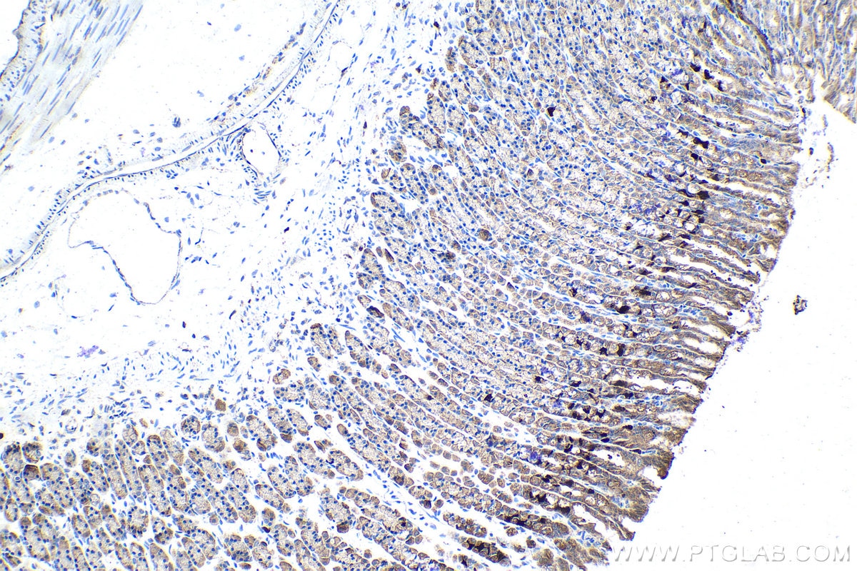 Immunohistochemical analysis of paraffin-embedded rat stomach tissue slide using KHC1548 (CCNA2 IHC Kit).