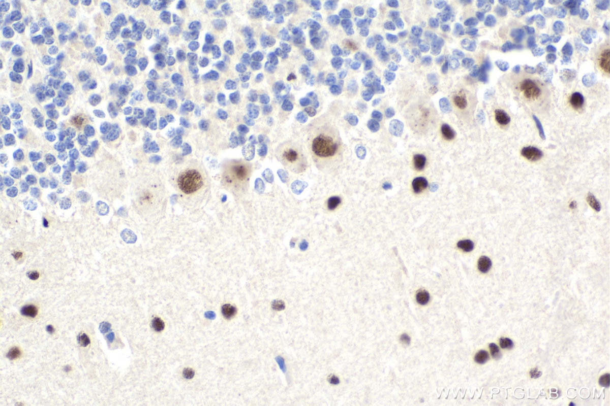 Immunohistochemical analysis of paraffin-embedded rat cerebellum tissue slide using KHC1605 (CCND3 IHC Kit).