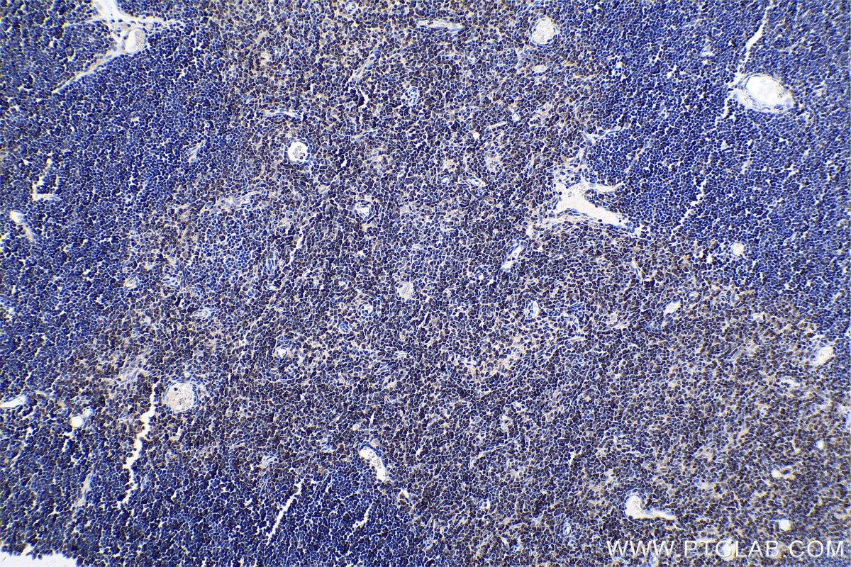 Immunohistochemical analysis of paraffin-embedded rat thymus tissue slide using KHC0608 (CD247 IHC Kit).