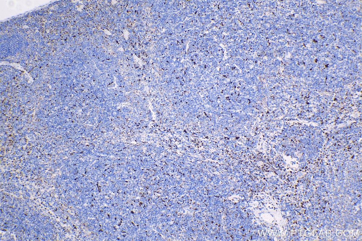 Immunohistochemical analysis of paraffin-embedded mouse spleen tissue slide using KHC1414 (CD68 IHC Kit).