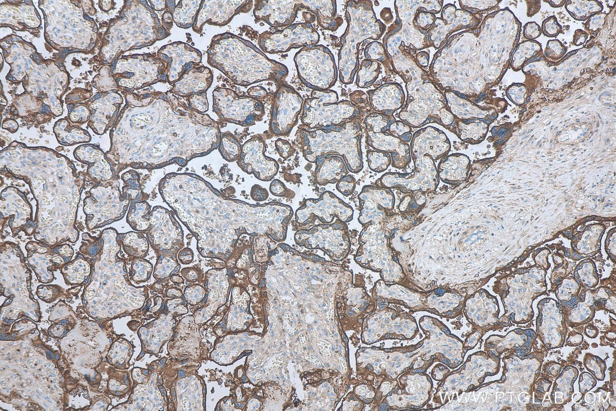 Immunohistochemical analysis of paraffin-embedded human placenta tissue slide using KHC0496 (CD71 IHC Kit).