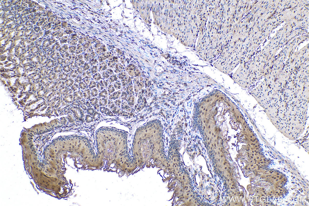 Immunohistochemical analysis of paraffin-embedded mouse stomach tissue slide using KHC0805 (CDC25B IHC Kit).