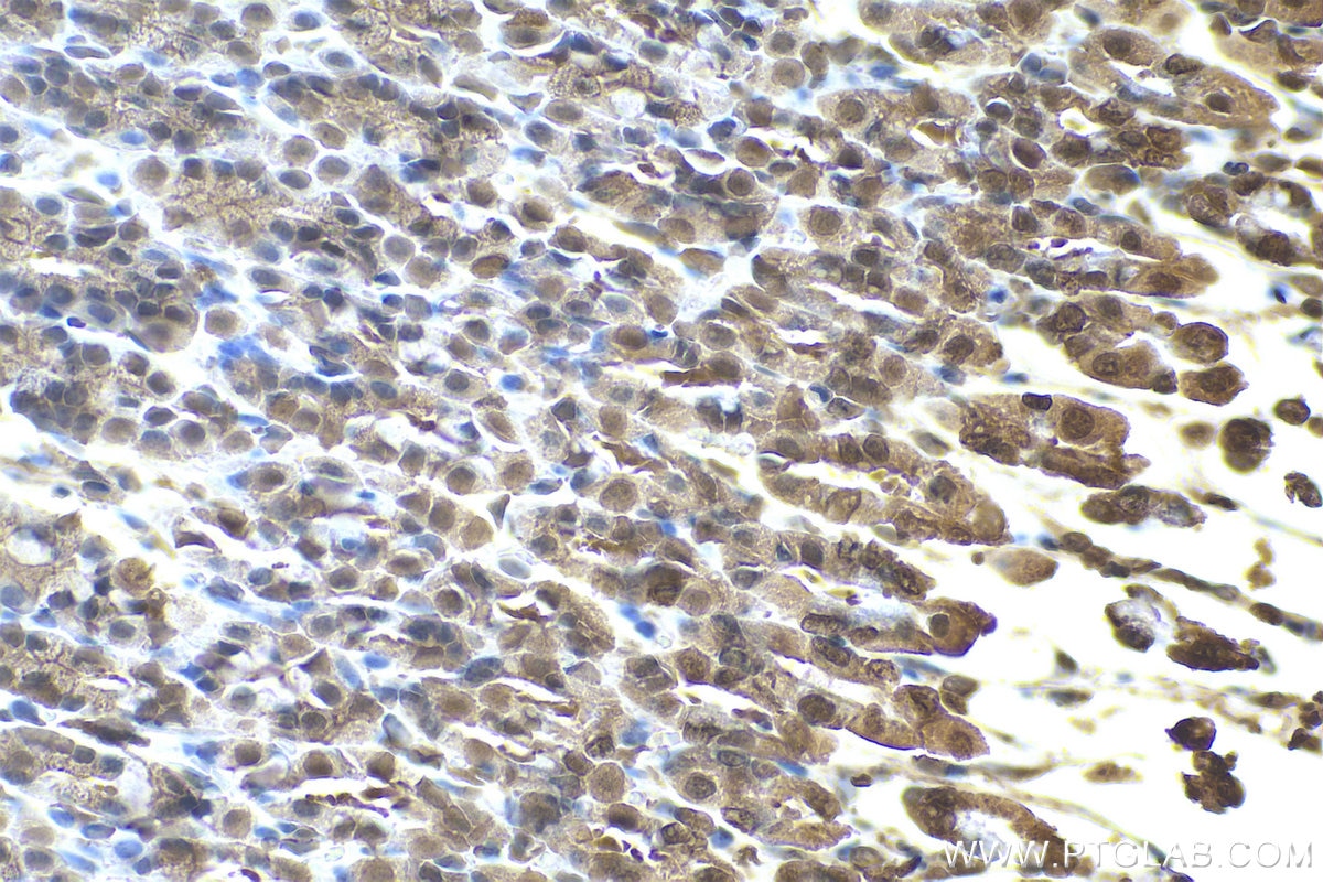 Immunohistochemical analysis of paraffin-embedded rat stomach tissue slide using KHC0805 (CDC25B IHC Kit).