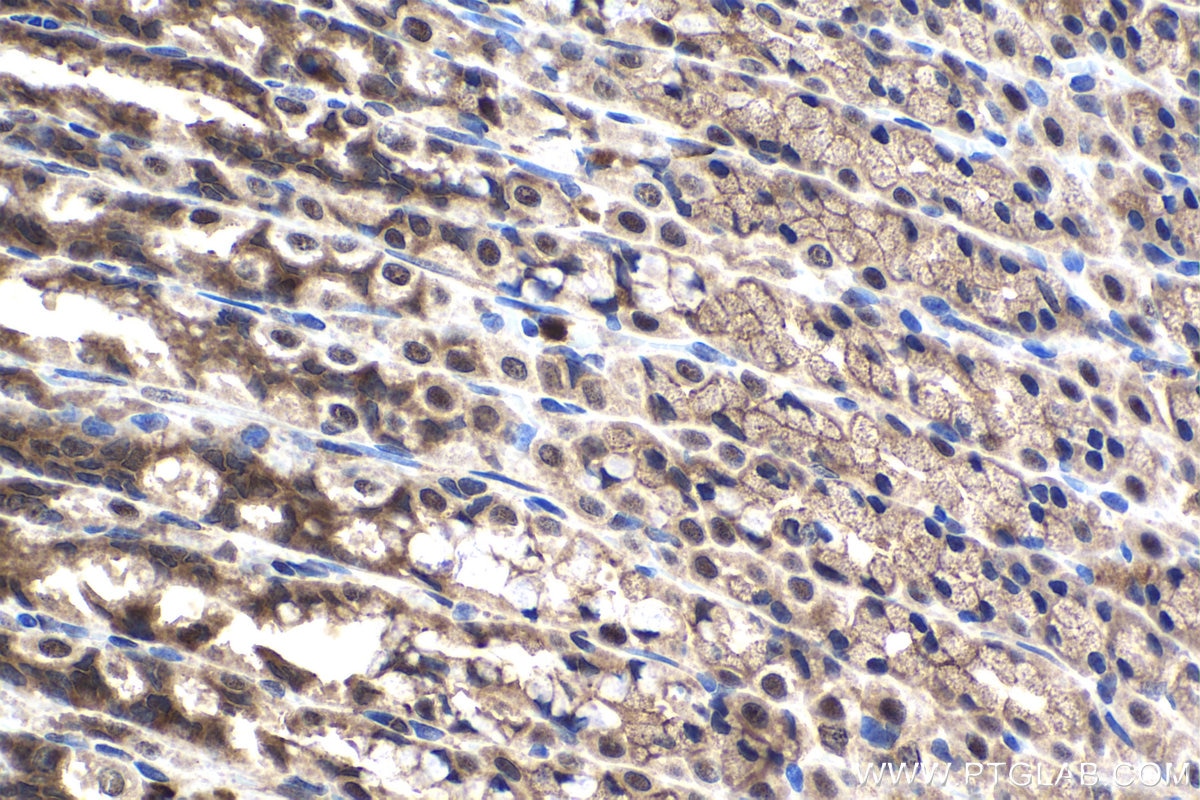 Immunohistochemical analysis of paraffin-embedded rat stomach tissue slide using KHC1511 (CDK1 IHC Kit).