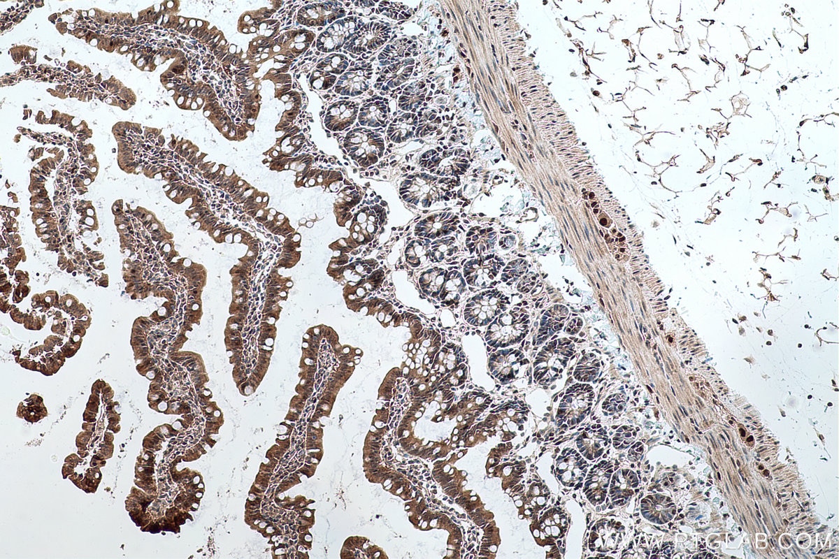 Immunohistochemical analysis of paraffin-embedded rat colon tissue slide using KHC0773 (CDKN1B IHC Kit).