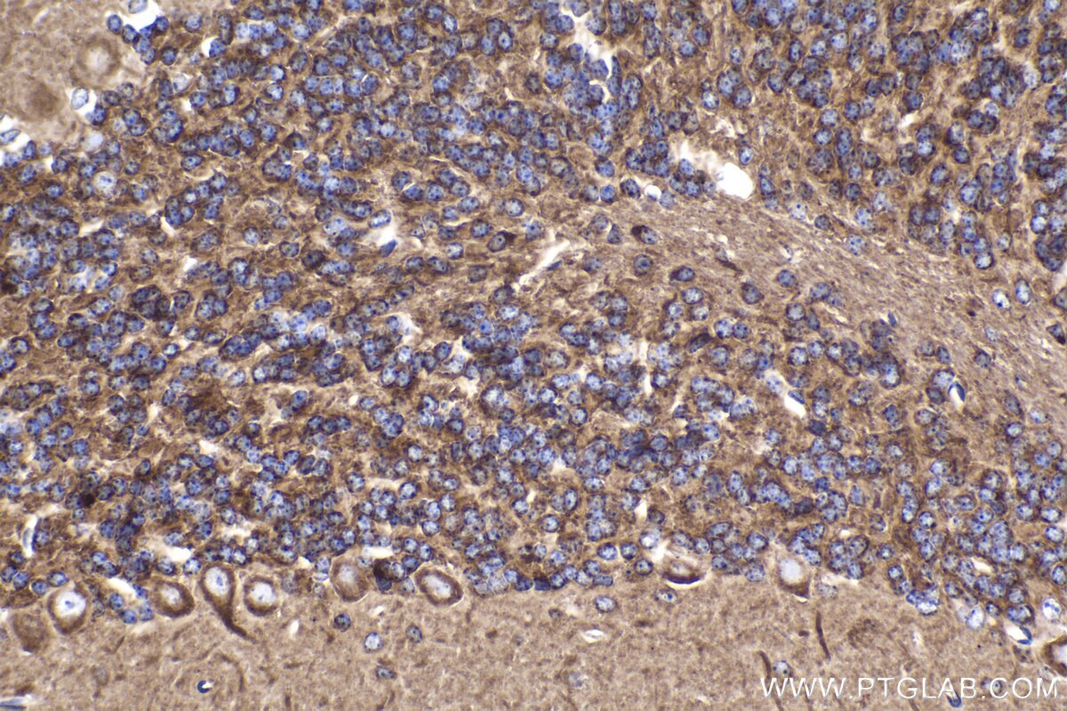 Immunohistochemical analysis of paraffin-embedded mouse cerebellum tissue slide using KHC2037 (CDR2L IHC Kit).