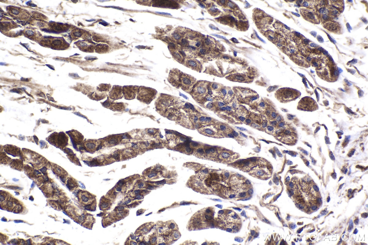 Immunohistochemical analysis of paraffin-embedded mouse stomach tissue slide using KHC2037 (CDR2L IHC Kit).