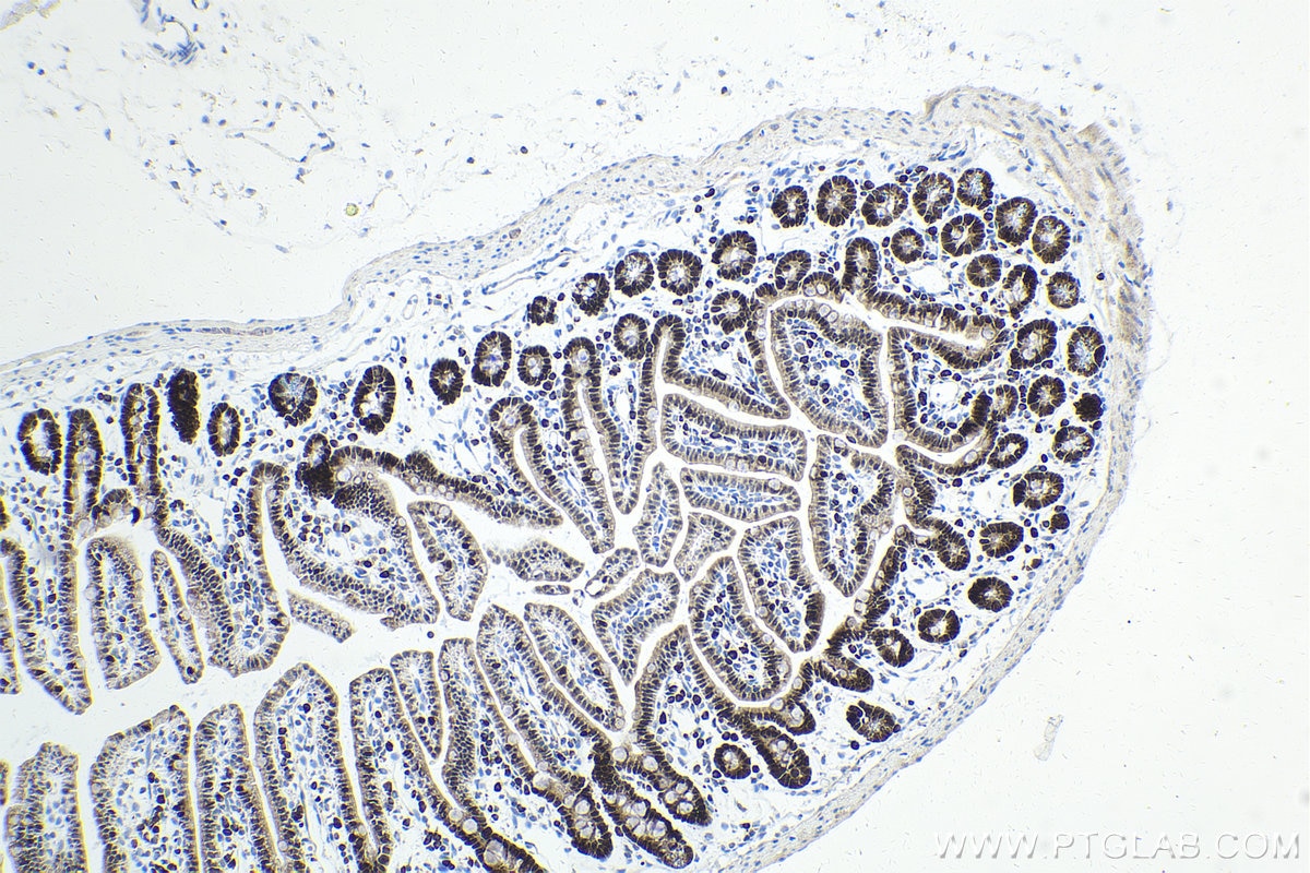 Immunohistochemical analysis of paraffin-embedded mouse small intestine tissue slide using KHC1609 (CDX1 IHC Kit).