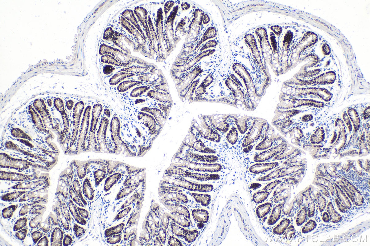 Immunohistochemical analysis of paraffin-embedded mouse colon tissue slide using KHC1609 (CDX1 IHC Kit).