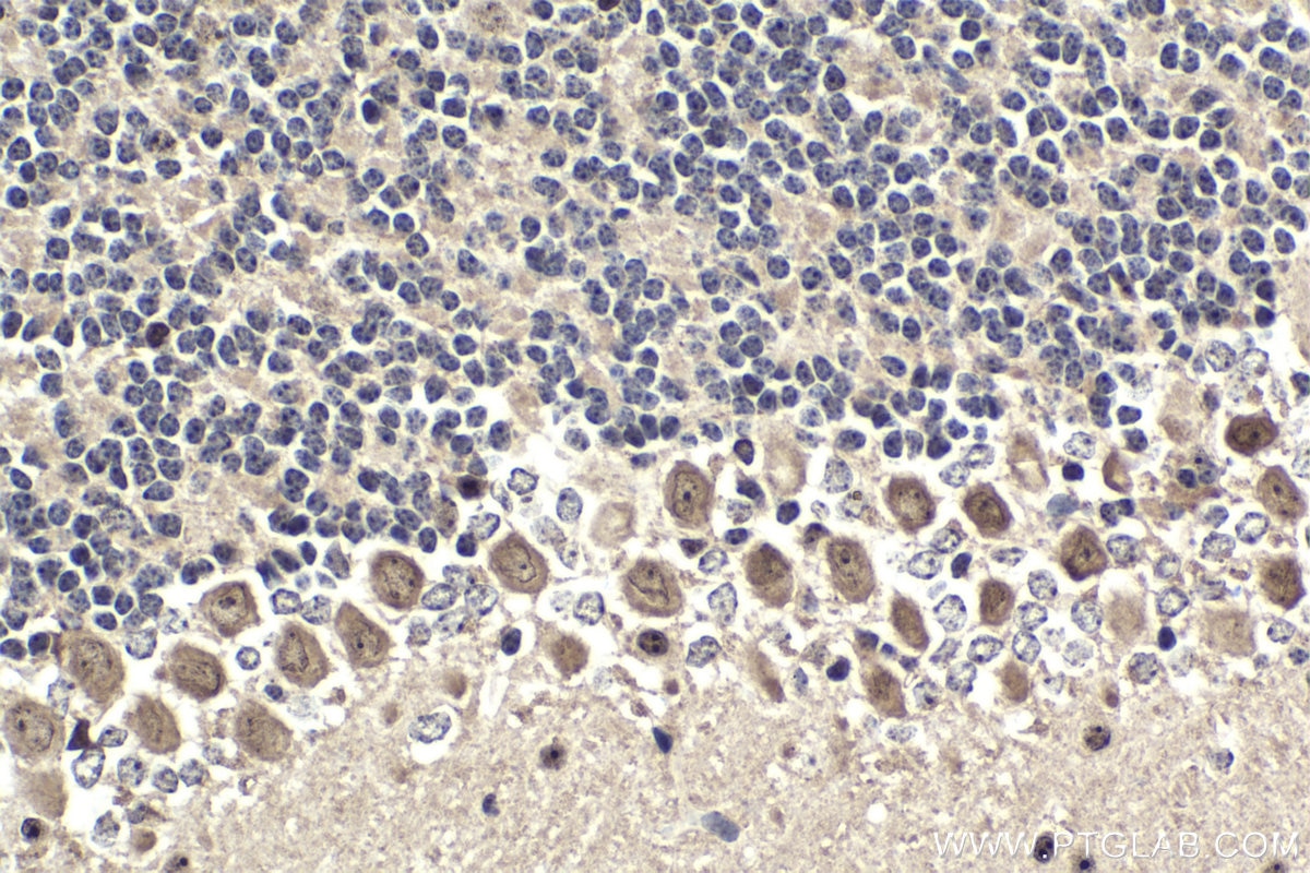 Immunohistochemical analysis of paraffin-embedded mouse cerebellum tissue slide using KHC1778 (CELF3 IHC Kit).