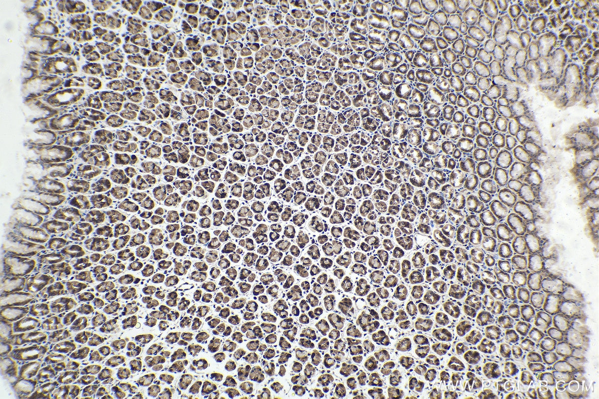 Immunohistochemical analysis of paraffin-embedded rat stomach tissue slide using KHC1607 (CETN2 IHC Kit).