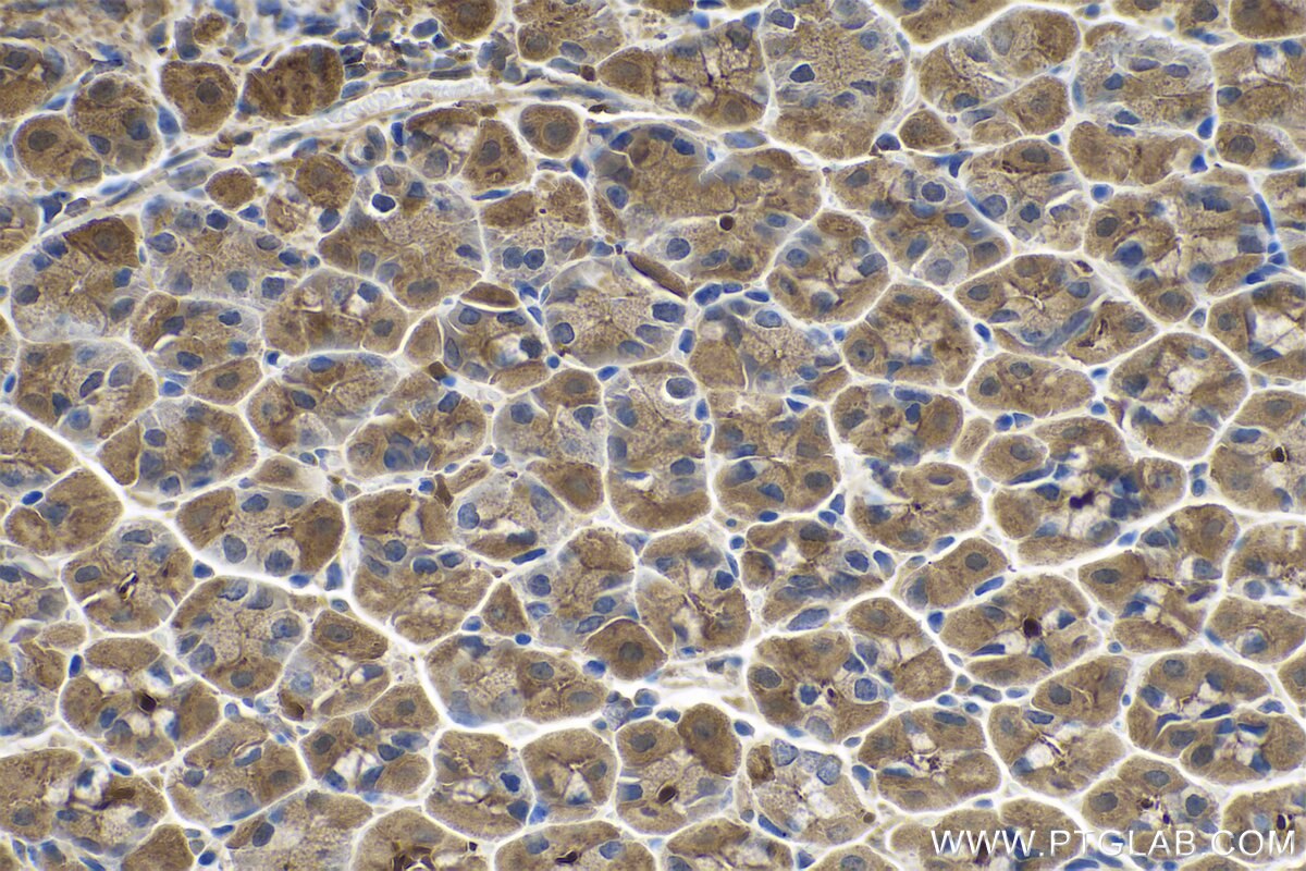 Immunohistochemical analysis of paraffin-embedded mouse stomach tissue slide using KHC0732 (CFL2 IHC Kit).