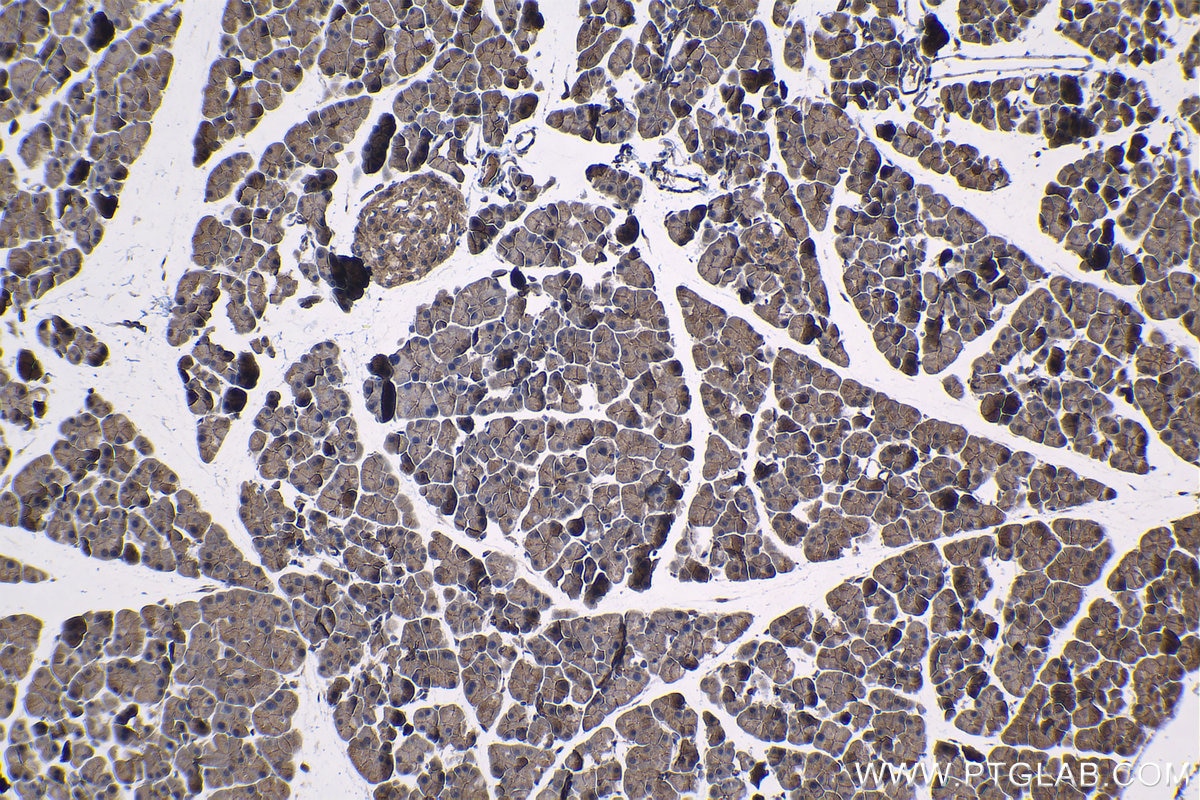 Immunohistochemical analysis of paraffin-embedded mouse pancreas tissue slide using KHC1322 (CFTR IHC Kit).