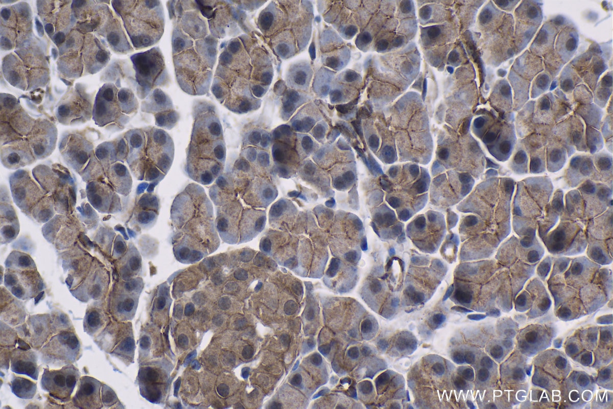 Immunohistochemical analysis of paraffin-embedded rat pancreas tissue slide using KHC1322 (CFTR IHC Kit).