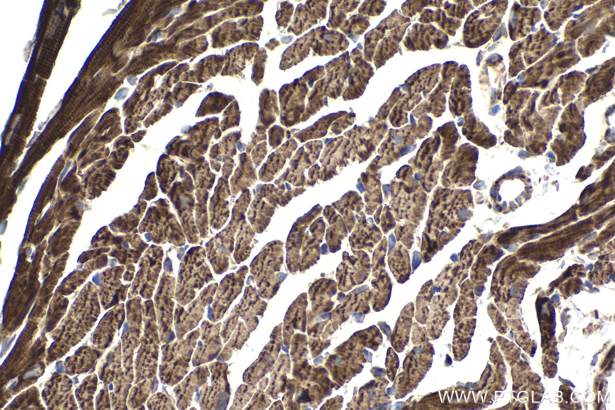 Immunohistochemical analysis of paraffin-embedded mouse heart tissue slide using KHC1970 (CHCHD3 IHC Kit).