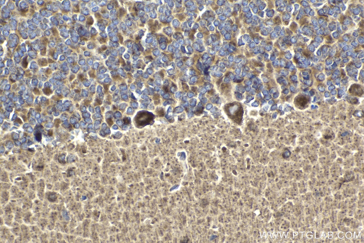 Immunohistochemical analysis of paraffin-embedded rat cerebellum tissue slide using KHC1970 (CHCHD3 IHC Kit).