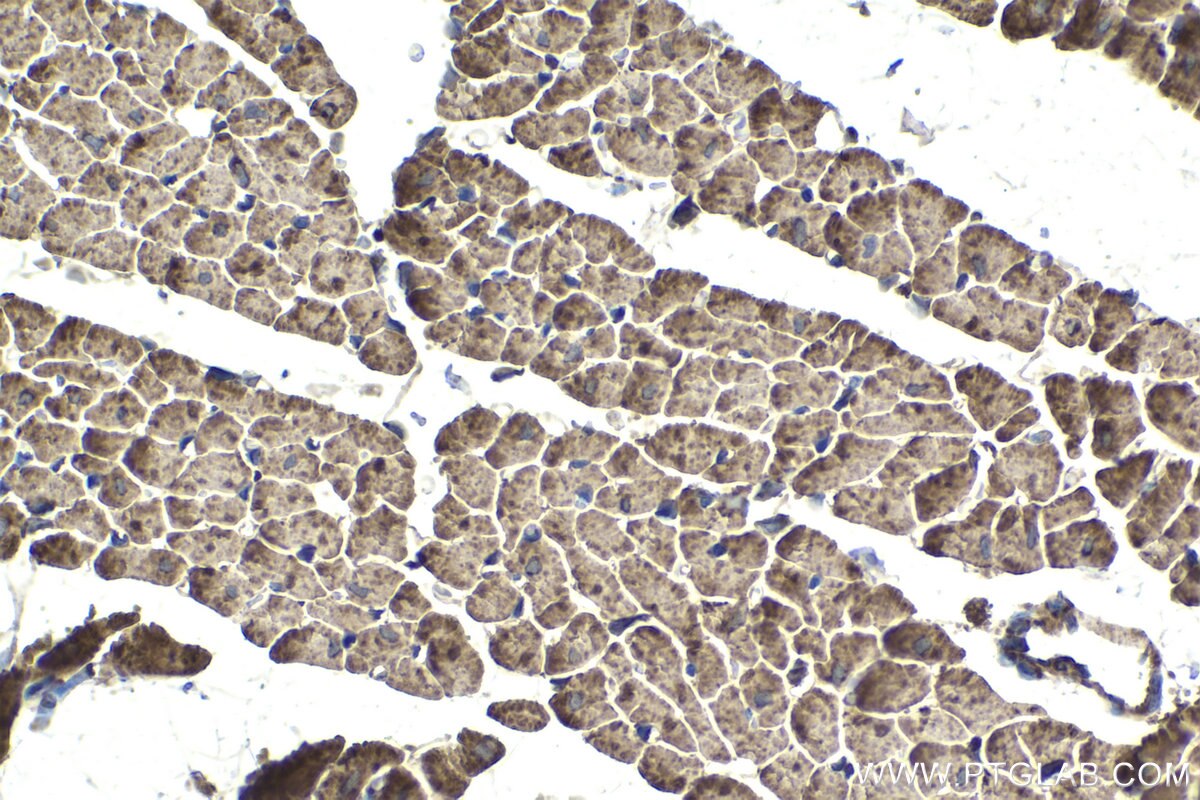 Immunohistochemical analysis of paraffin-embedded rat heart tissue slide using KHC1970 (CHCHD3 IHC Kit).