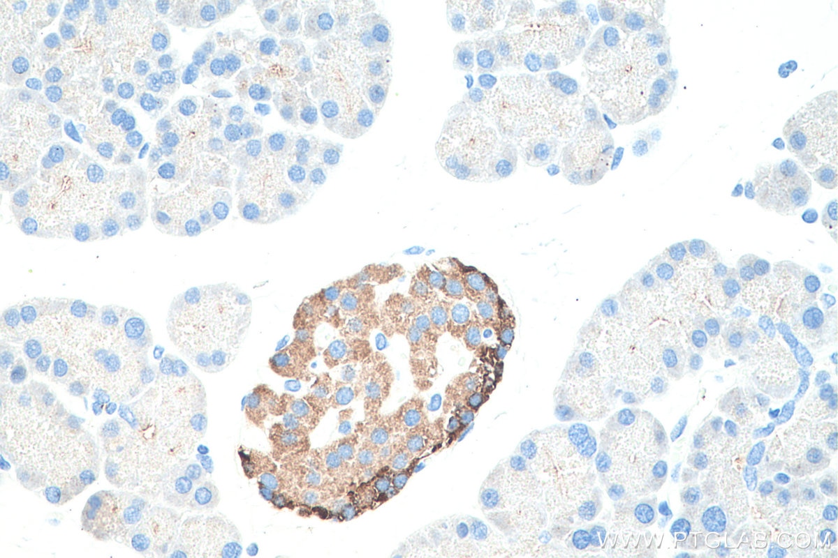 Immunohistochemical analysis of paraffin-embedded rat pancreas tissue slide using KHC0211 (Chromogranin B IHC Kit).