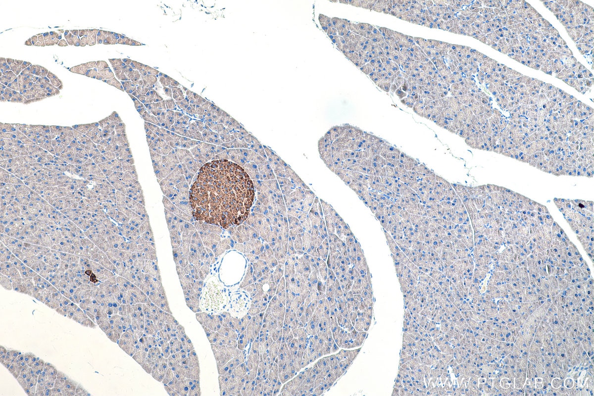 Immunohistochemical analysis of paraffin-embedded mouse pancreas tissue slide using KHC0211 (Chromogranin B IHC Kit).