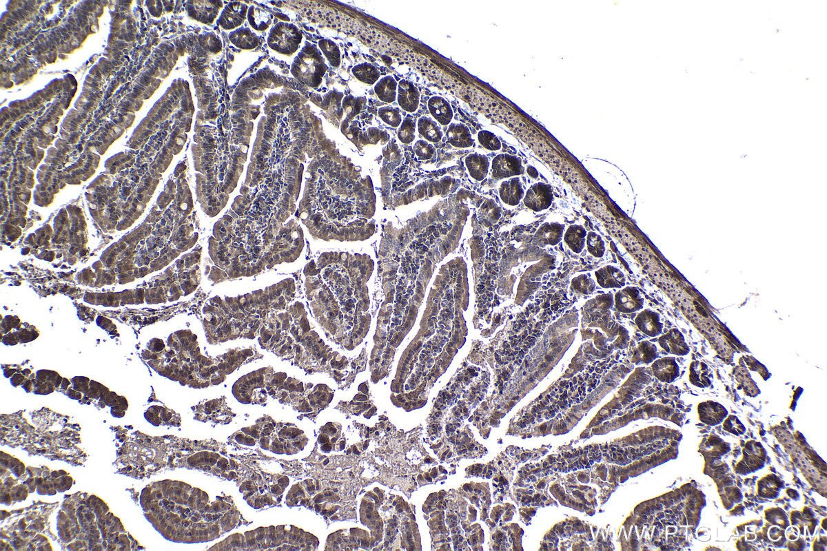 Immunohistochemical analysis of paraffin-embedded mouse small intestine tissue slide using KHC1427 (CHK1 IHC Kit).