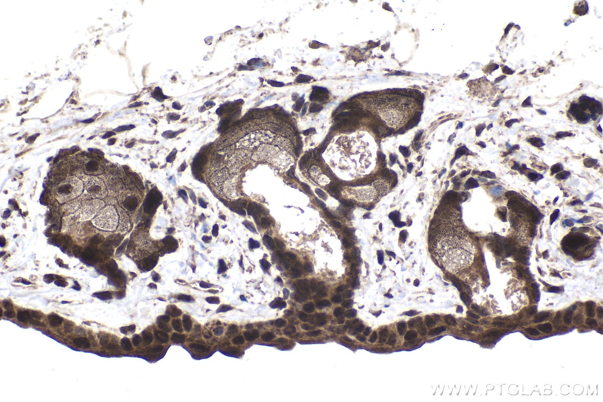 Immunohistochemical analysis of paraffin-embedded mouse skin tissue slide using KHC1951 (CHMP1A IHC Kit).