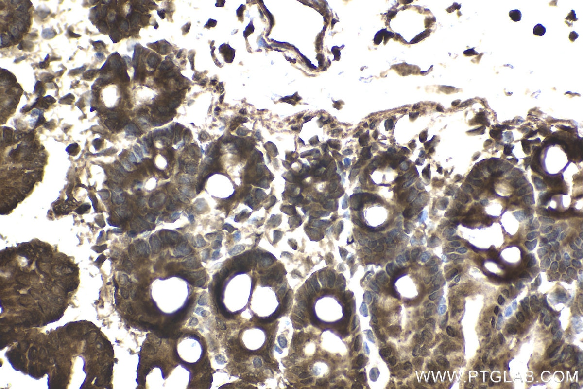 Immunohistochemical analysis of paraffin-embedded mouse small intestine tissue slide using KHC1951 (CHMP1A IHC Kit).