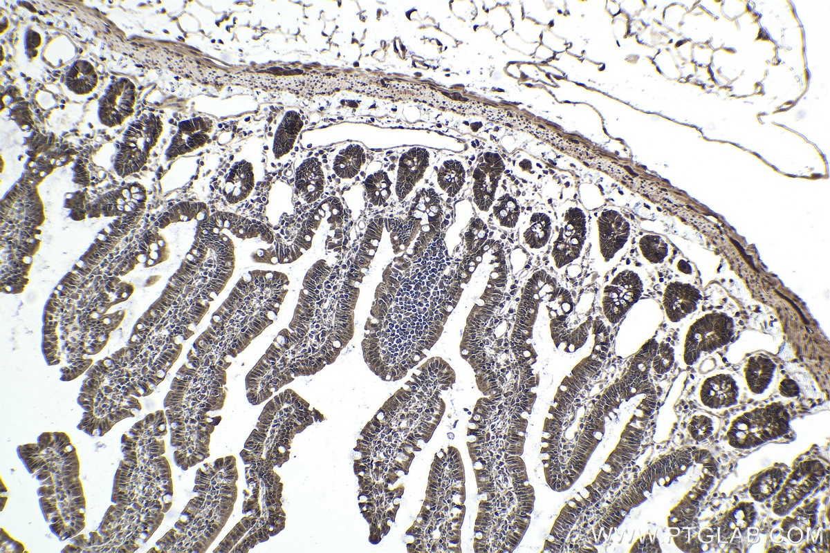 Immunohistochemical analysis of paraffin-embedded rat small intestine tissue slide using KHC1951 (CHMP1A IHC Kit).