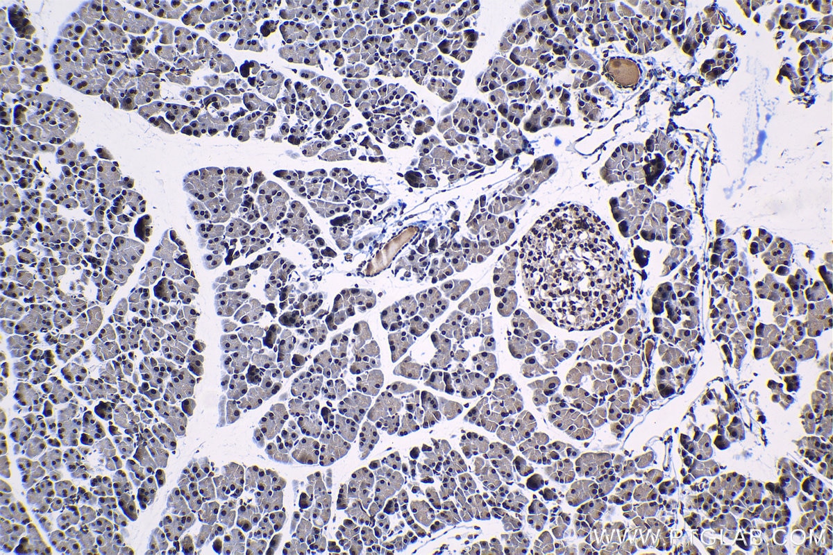 Immunohistochemical analysis of paraffin-embedded mouse pancreas tissue slide using KHC1218 (CIRBP IHC Kit).