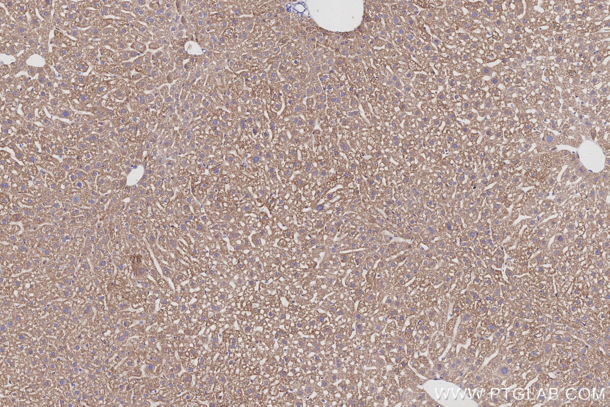 Immunohistochemical analysis of paraffin-embedded mouse liver tissue slide using KHC2977 (CISD1 IHC Kit).