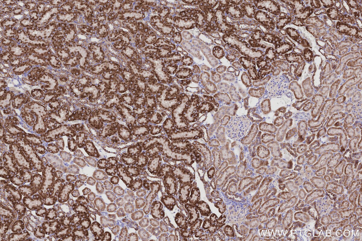 Immunohistochemical analysis of paraffin-embedded rat kidney tissue slide using KHC2977 (CISD1 IHC Kit).