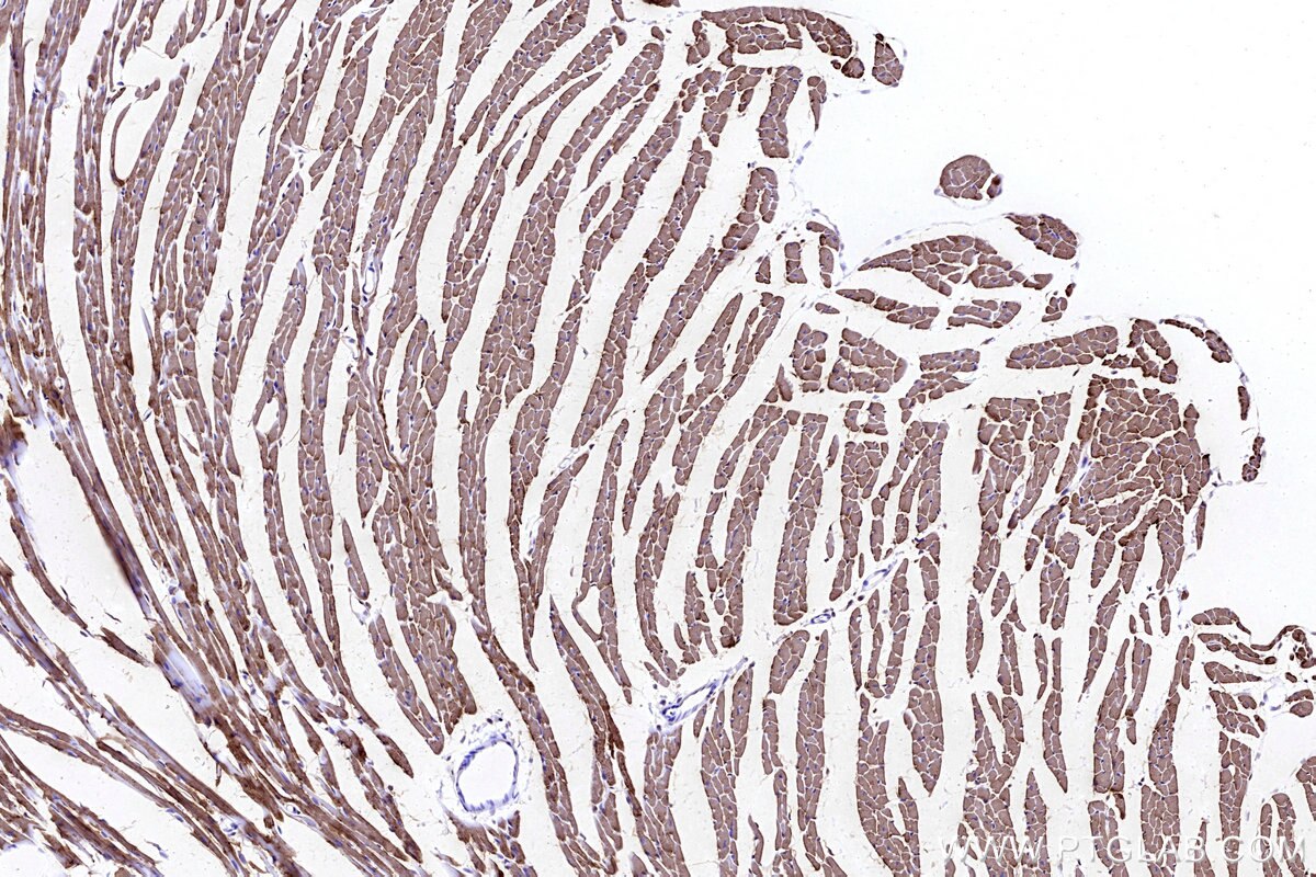 Immunohistochemical analysis of paraffin-embedded mouse heart tissue slide using KHC3192 (CKMT2 IHC Kit).