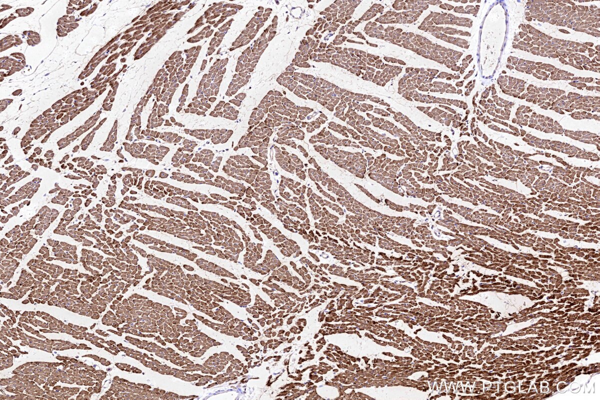 Immunohistochemical analysis of paraffin-embedded rat heart tissue slide using KHC3192 (CKMT2 IHC Kit).
