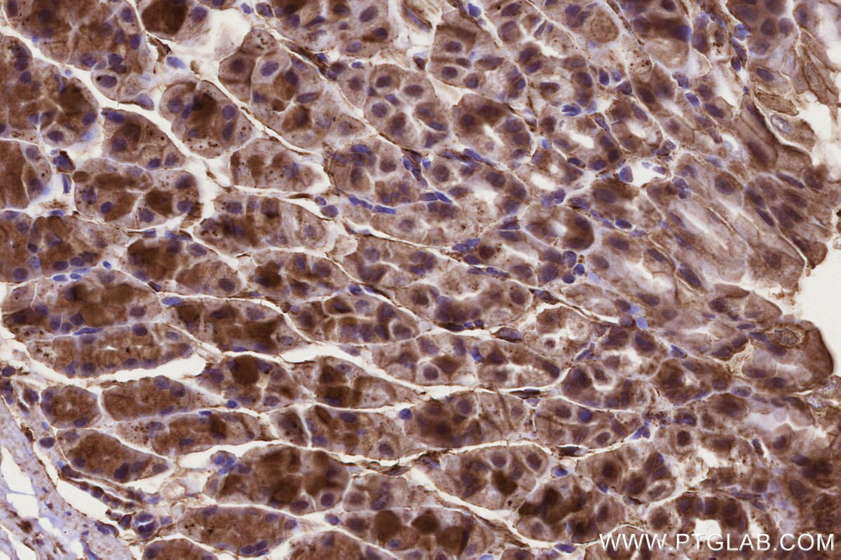 Immunohistochemical analysis of paraffin-embedded mouse stomach tissue slide using KHC3223 (CLCN3 IHC Kit).