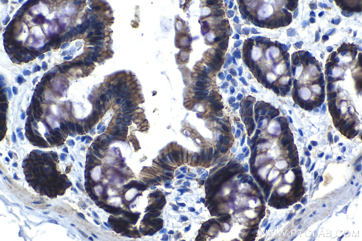 Immunohistochemical analysis of paraffin-embedded rat colon tissue slide using KHC1318 (CLDN7 IHC Kit).