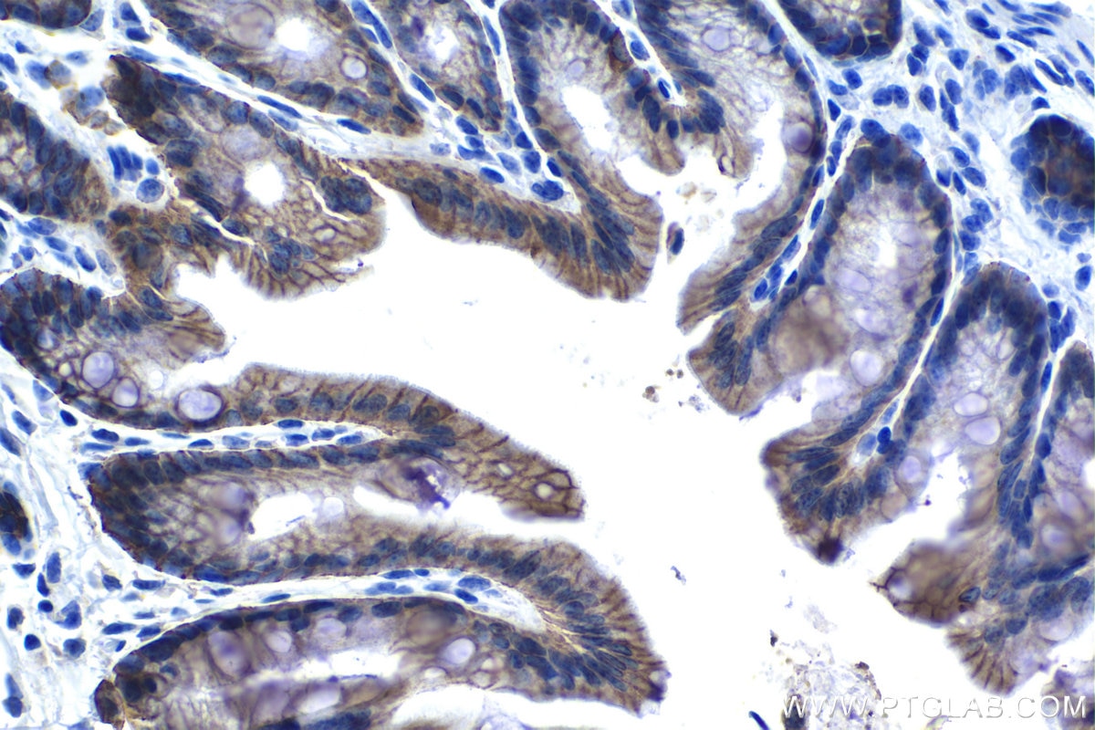 Immunohistochemical analysis of paraffin-embedded mouse colon tissue slide using KHC1318 (CLDN7 IHC Kit).