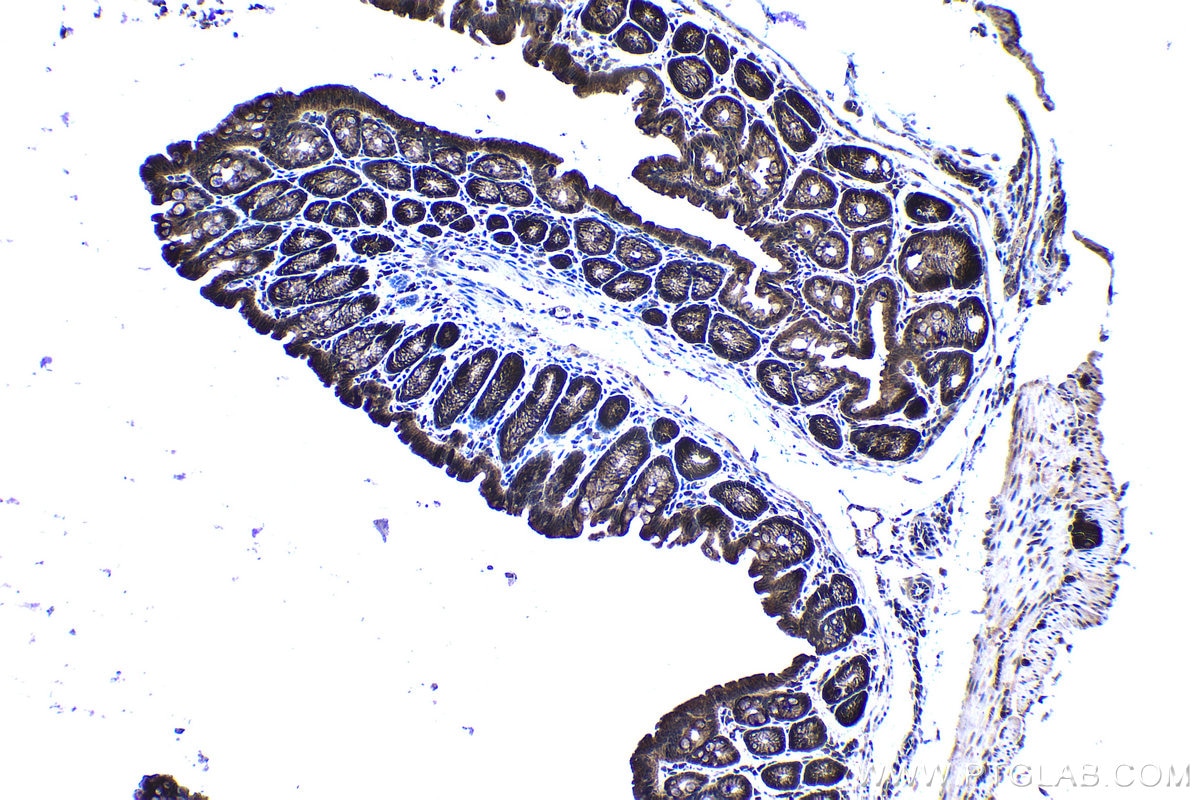 Immunohistochemical analysis of paraffin-embedded mouse colon tissue slide using KHC1272 (CLIP2 IHC Kit).