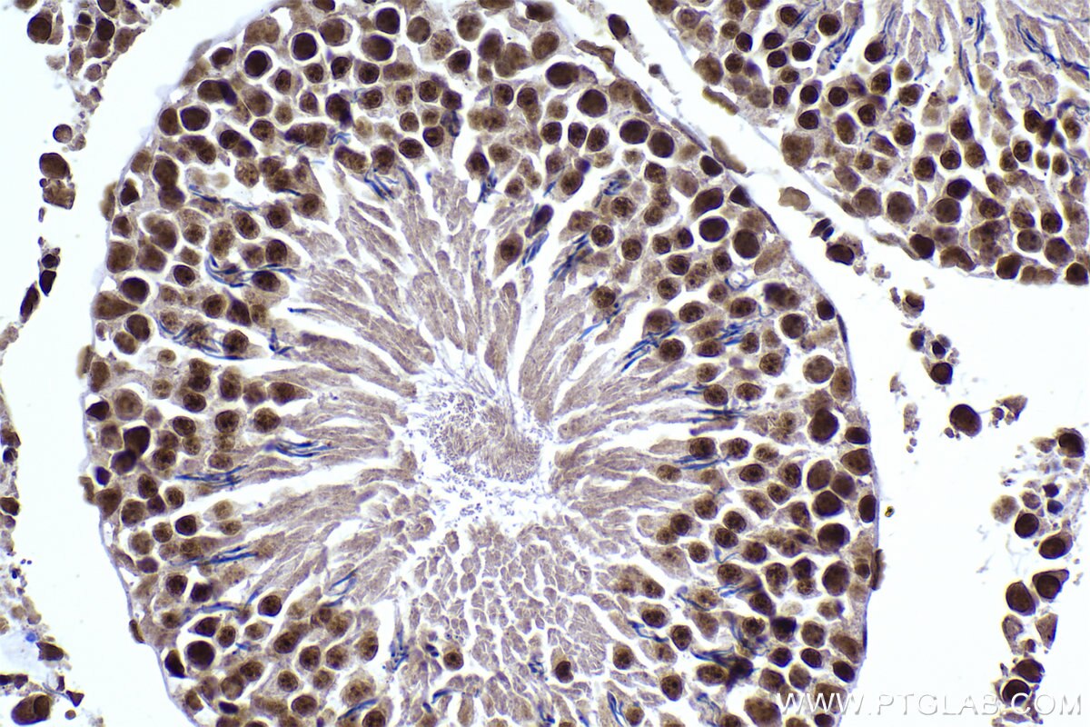 Immunohistochemical analysis of paraffin-embedded rat testis tissue slide using KHC2290 (CLK3 IHC Kit).