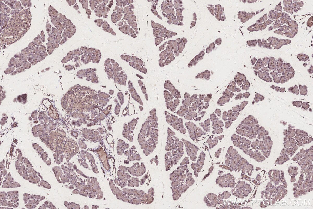 Immunohistochemical analysis of paraffin-embedded rat pancreas tissue slide using KHC3250 (CLN3 IHC Kit).
