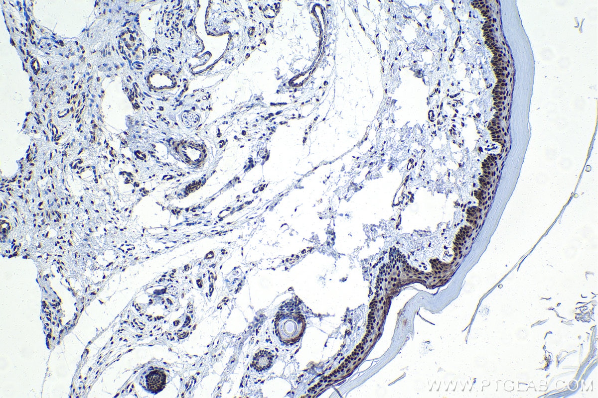 Immunohistochemical analysis of paraffin-embedded rat skin tissue slide using KHC1447 (CLOCK IHC Kit).