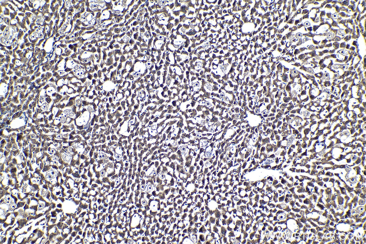 Immunohistochemical analysis of paraffin-embedded mouse liver tissue slide using KHC1392 (CLYBL IHC Kit).