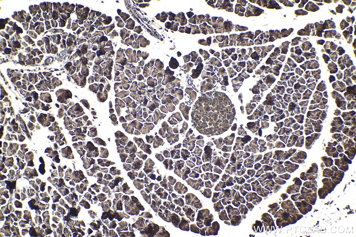 Immunohistochemical analysis of paraffin-embedded mouse pancreas tissue slide using KHC1823 (CMIP IHC Kit).