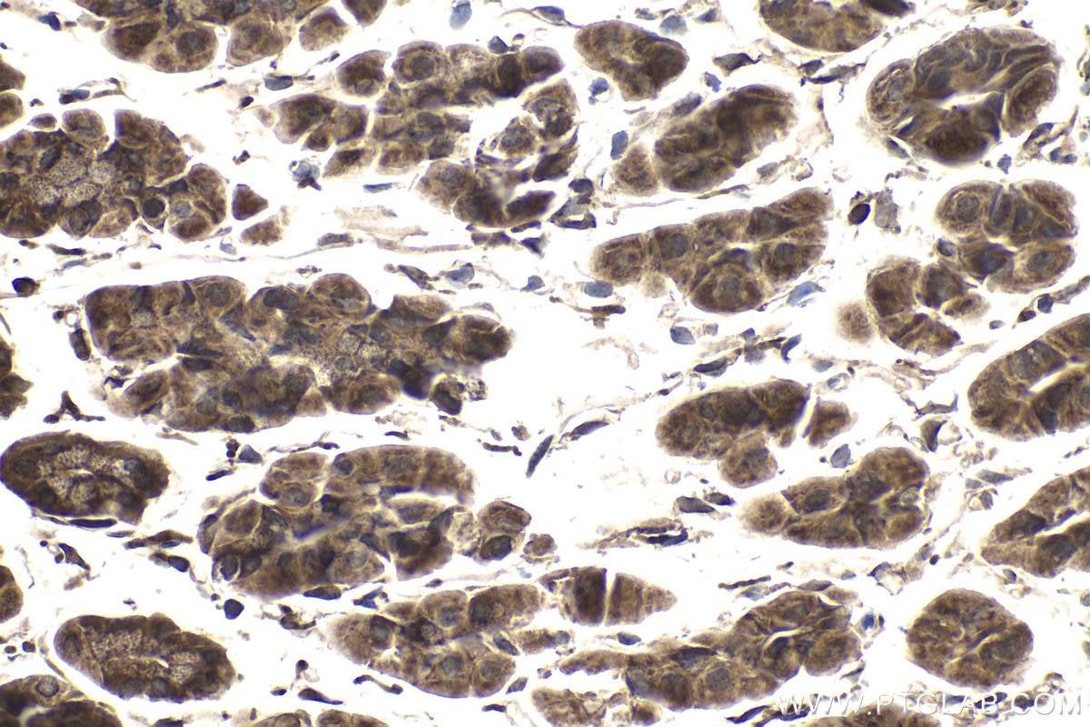 Immunohistochemical analysis of paraffin-embedded mouse stomach tissue slide using KHC1823 (CMIP IHC Kit).