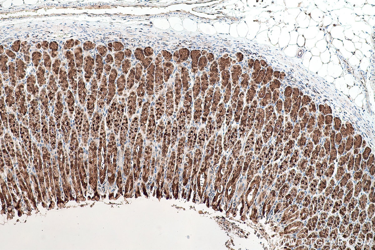 Immunohistochemical analysis of paraffin-embedded rat stomach tissue slide using KHC0727 (CMPK1 IHC Kit).