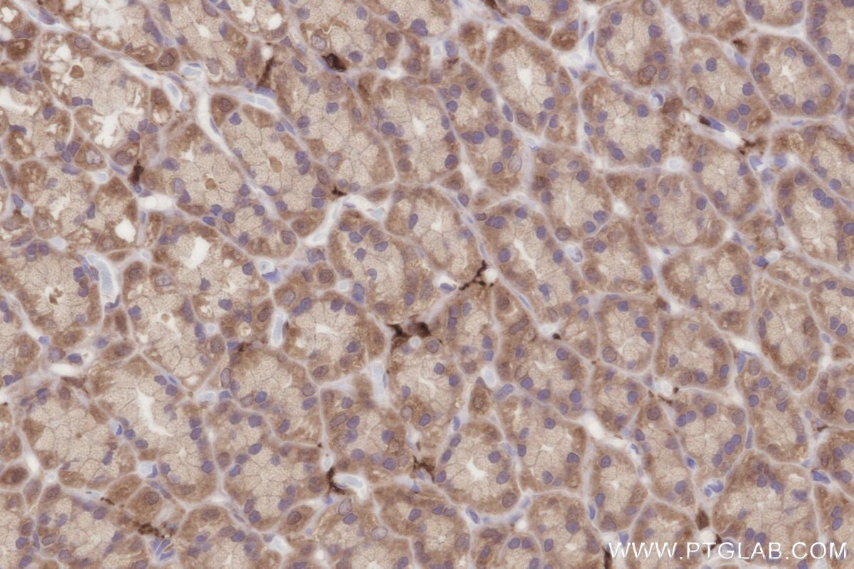 Immunohistochemical analysis of paraffin-embedded rat stomach tissue slide using KHC2804 (CNDP2 IHC Kit).