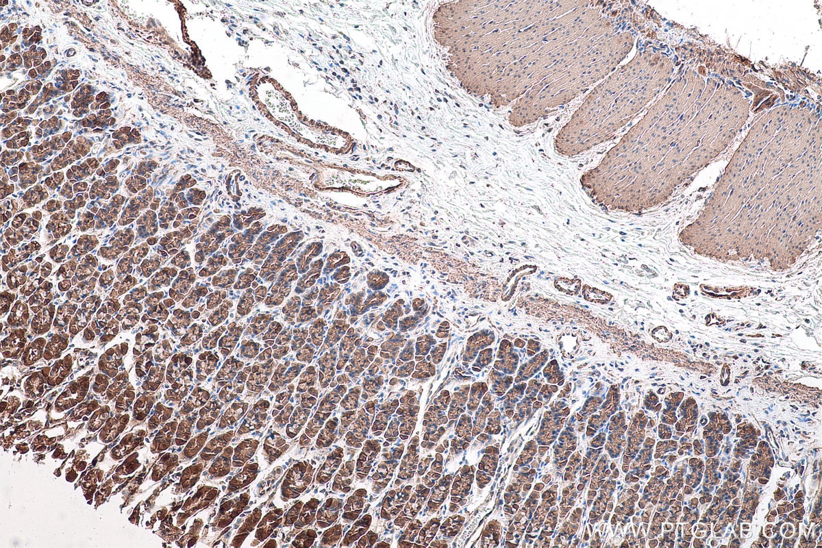 Immunohistochemical analysis of paraffin-embedded rat stomach tissue slide using KHC0892 (CNN3 IHC Kit).