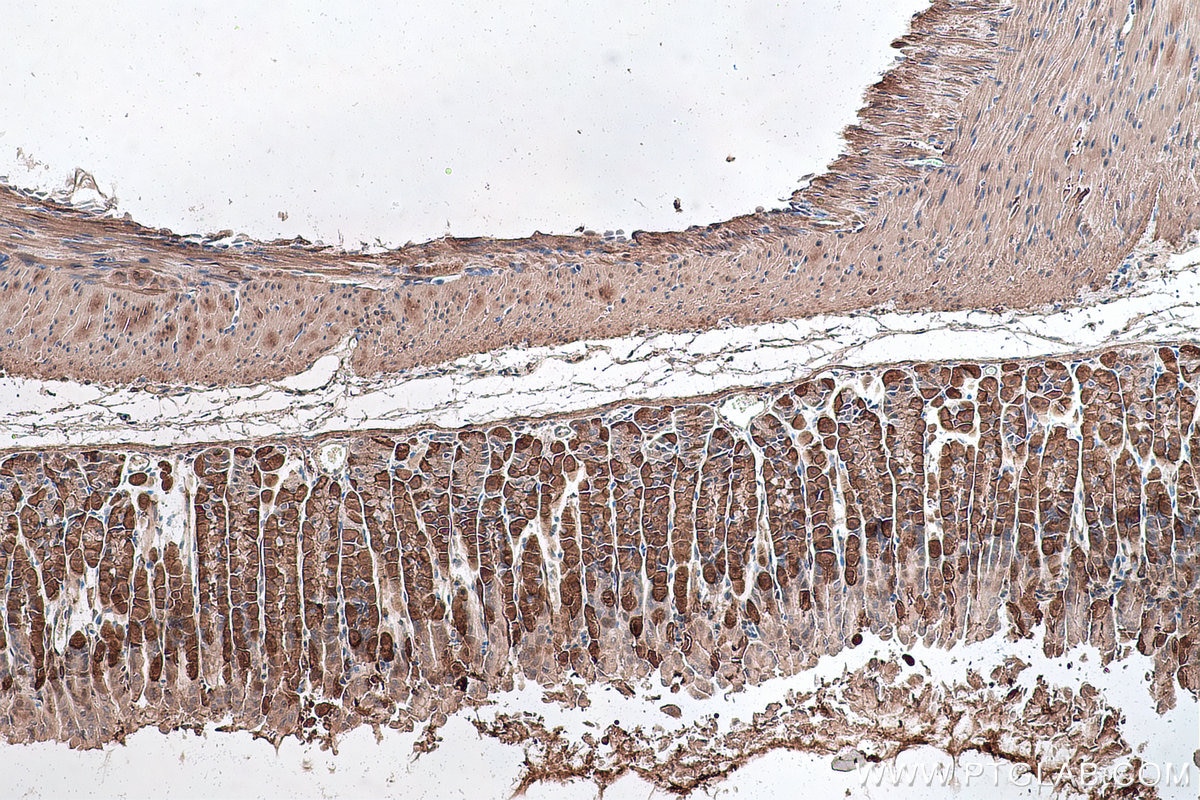 Immunohistochemical analysis of paraffin-embedded mouse stomach tissue slide using KHC0892 (CNN3 IHC Kit).