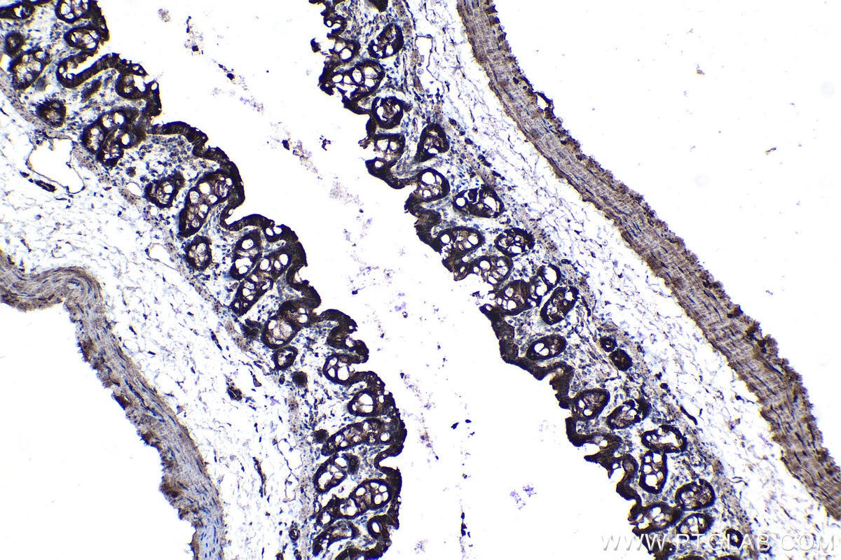 Immunohistochemical analysis of paraffin-embedded rat colon tissue slide using KHC0987 (COA7/C1orf163 IHC Kit).