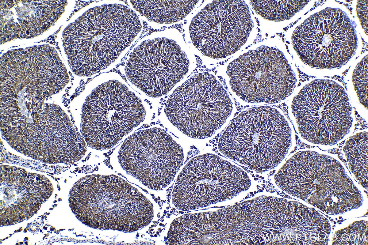 Immunohistochemical analysis of paraffin-embedded rat testis tissue slide using KHC1292 (COG3 IHC Kit).