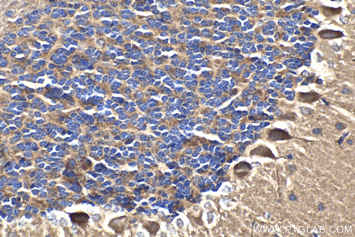 Immunohistochemical analysis of paraffin-embedded mouse cerebellum tissue slide using KHC1832 (COMMD1 IHC Kit).