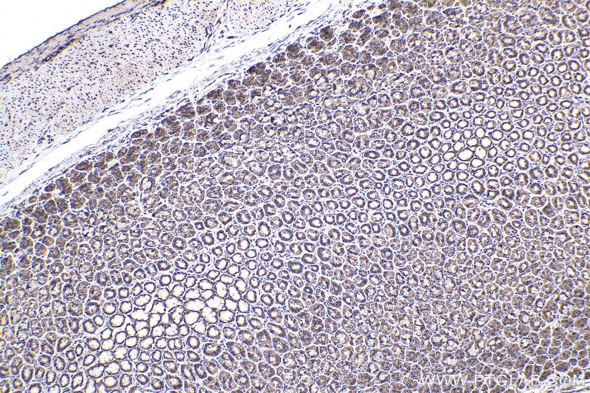 Immunohistochemical analysis of paraffin-embedded rat stomach tissue slide using KHC2247 (COPB2 IHC Kit).
